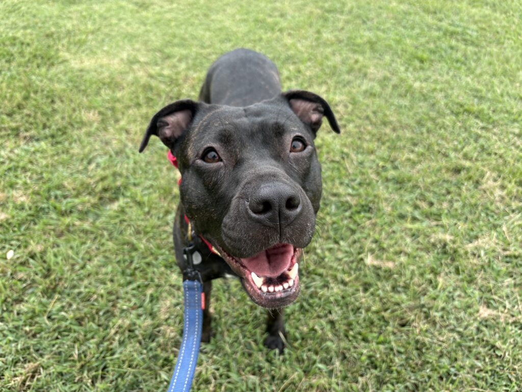 Carrot (in Foster)