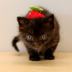 Katana (In Foster) photo 3