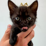 Katana (In Foster) photo 6