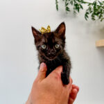 Katana (In Foster) photo 5