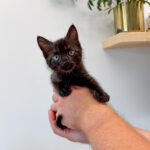 Katana (In Foster) photo 7