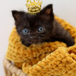 Katana (In Foster) photo 1