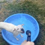Stanley Steamer photo 4