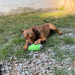 Teddy Graham photo 7