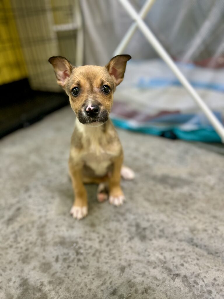 Cubby (In Foster)