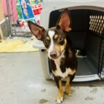 Bebop photo 3