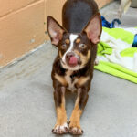 Bebop photo 2