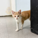 Chiclet photo 4