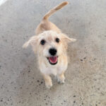 Shaggy photo 1