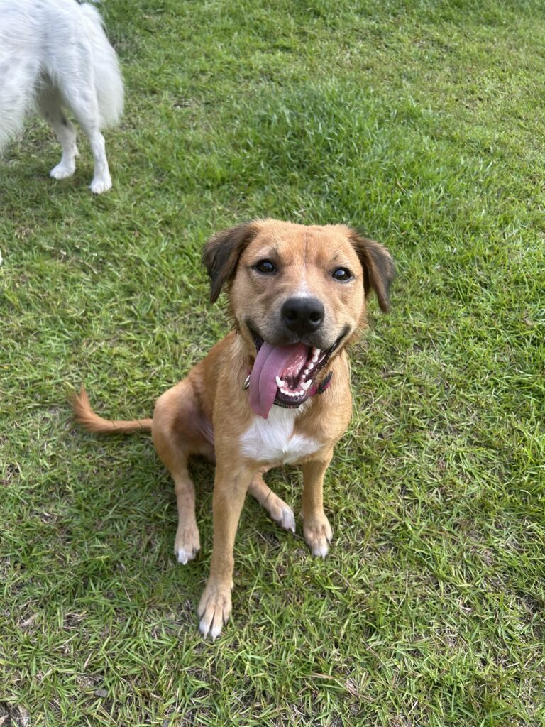 Ginger (In Foster)