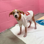 Peanut photo 2